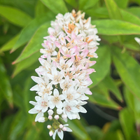 Lysimachia clethroides